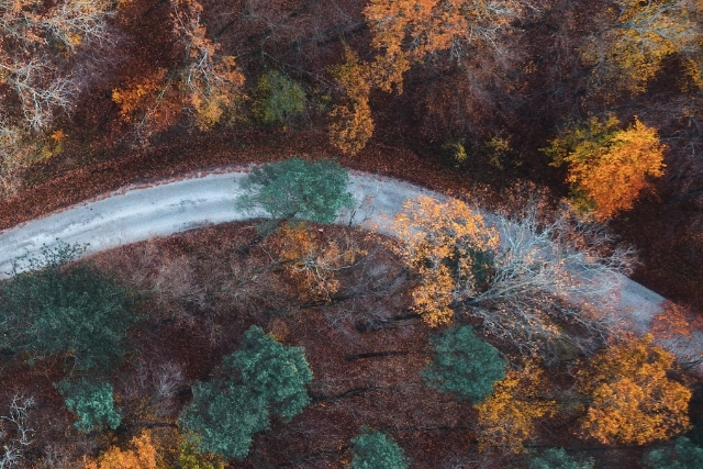Aerial view of trees and winding road
